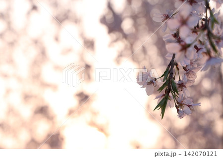 桜の花のある風景 桜の花のある風景 142070121