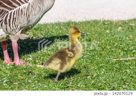 Family of greylag geese, Anser anser with small babies. Family of greylag geese, Anser anser with small babies. 142070129