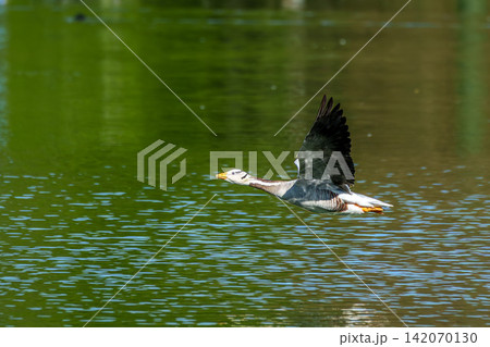 The bar-headed goose, Anser indicus flying over a lake in English Garden in Munich The bar-headed goose, Anser indicus flying over a lake in English Garden in Munich 142070130
