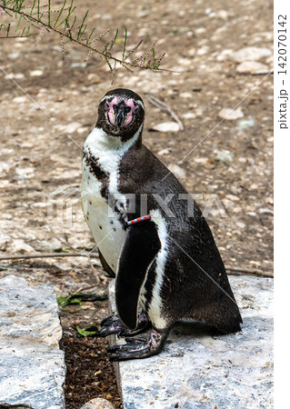 Humboldt Penguin, Spheniscus humboldti in a park 142070142