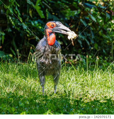 Southern Ground Hornbill, Bucorvus leadbeateri eating a mouse in its Natural Habitat Southern Ground Hornbill, Bucorvus leadbeateri eating a mouse in its Natural Habitat 142070171