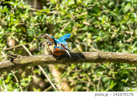 Common kingfisher, Alcedo atthis sitting on a beautiful branch above the river waiting for a fish 142070176