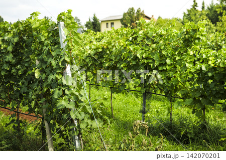 Vineyard rows in an autumnal countryside landscape, illustrating the eco agricultural identity of the Austrian wine country. Vineyard rows in an autumnal countryside landscape, illustrating the eco agricultural identity of the Austrian wine country. 142070201
