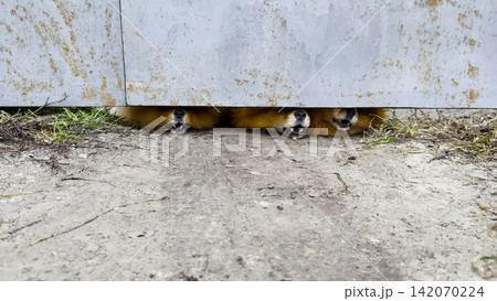 Curious pomeranian spitz puppies peek through a small gap at bottom of a fence, barking playfully at passersby. Their tiny faces and alert expressions convey curiosity, energy and playful interaction 142070224
