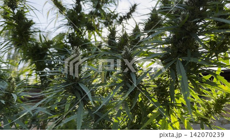 Lush cannabis plants illuminated by warm sunlight at background. Green leaves highlighted by natural backlight creating vibrant summer atmosphere. Image represents botanical growth and cultivation Lush cannabis plants illuminated by warm sunlight at background. Green leaves highlighted by natural backlight creating vibrant summer atmosphere. Image represents botanical growth and cultivation 142070239