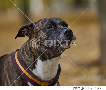 A brindle dog with a white chest and a dark collar with a yellow stripe 142071279