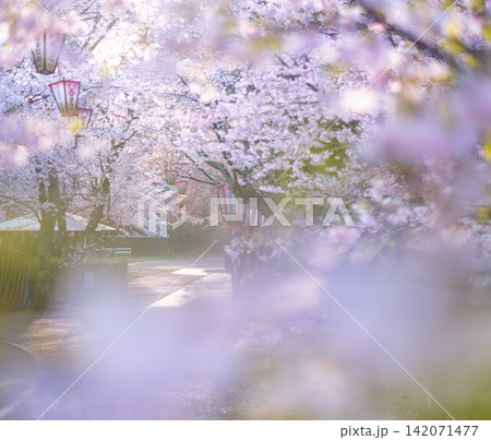打吹公園の春景色(倉吉市) 打吹公園の春景色(倉吉市) 142071477