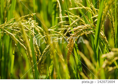 close up photo of golden rice field close up photo of golden rice field 142071604