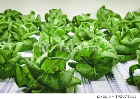 green butter heads growing at indoor led light base agricultural farm 142071613