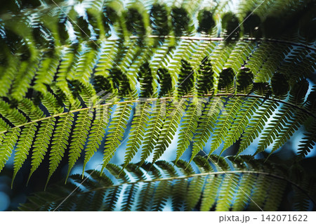 a line of green freshness leaves of fern in sun shine with blurry blue background 142071622