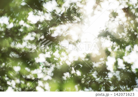 a photograph of blurry defocused  green leaves and branches with shade and sun shine 142071623