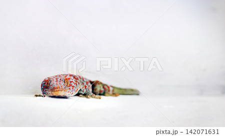 a giant colorful beautiful gekko lay on the white concrete floor at the conner under the locker a giant colorful beautiful gekko lay on the white concrete floor at the conner under the locker 142071631