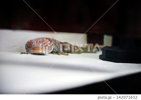 a giant colorful beautiful gekko lay on the white concrete floor at the conner under the locker a giant colorful beautiful gekko lay on the white concrete floor at the conner under the locker 142071632
