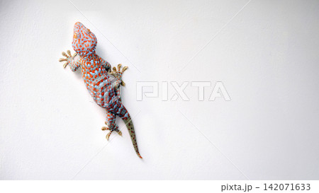 a giant colorful beautiful gekko walking on the white concrete wall with empty copy space a giant colorful beautiful gekko walking on the white concrete wall with empty copy space 142071633