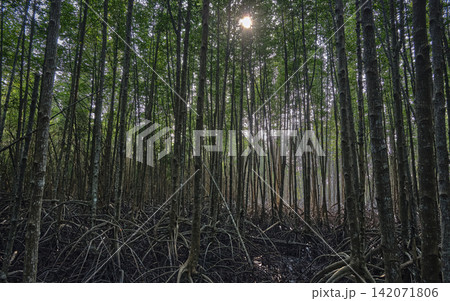 mangrove forest trees in background sun light mangrove forest trees in background sun light 142071806