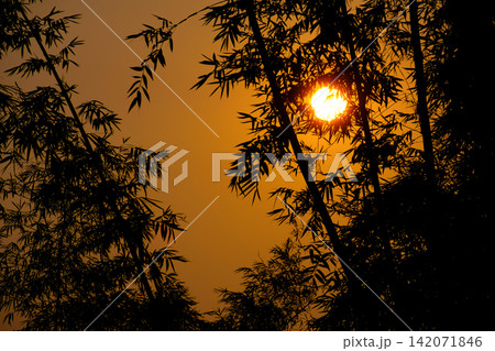 orange morning sunshine behind silhouette bamboos orange morning sunshine behind silhouette bamboos 142071846