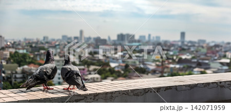 couple of urban pigeons stay together on the roof top of the business company building in the big city 142071959