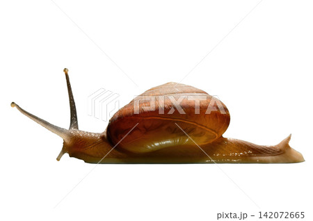 dicuted walkingl snail on white background with clipping path dicuted walkingl snail on white background with clipping path 142072665