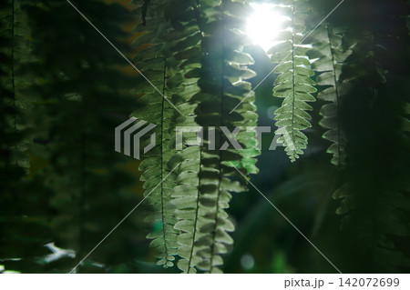 many fronds, fern's leaves in the dark scene with sunshine backlight and its flares 142072699