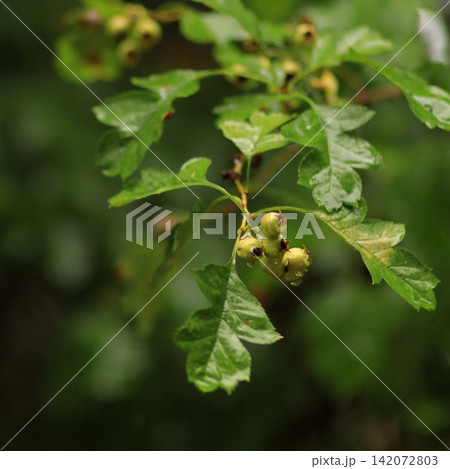 Small Berries After Rain Small Berries After Rain 142072803