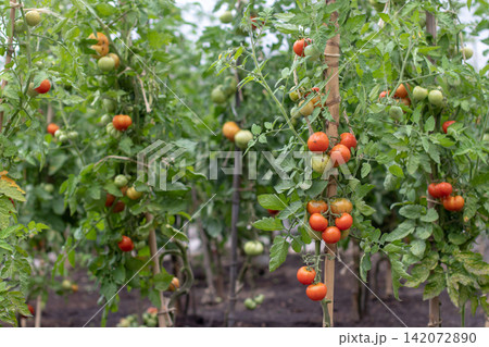 Tall tomato plants laden with ripe and green fruit in organic vegetable garden Tall tomato plants laden with ripe and green fruit in organic vegetable garden 142072890