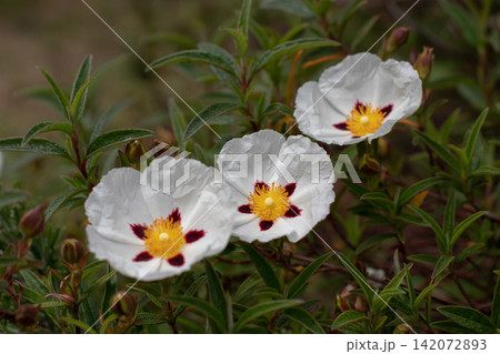 Three Cistus ladanifer flowers with delicate spotted petals and green leaves Three Cistus ladanifer flowers with delicate spotted petals and green leaves 142072893