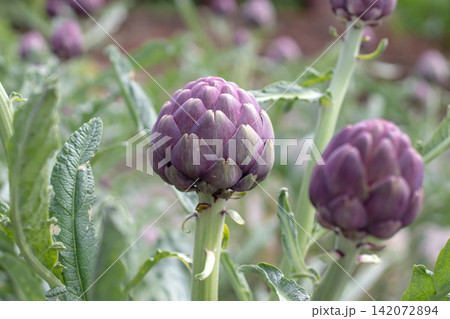 Ornamental purple globe artichoke buds close up in a Mediterranean garden Ornamental purple globe artichoke buds close up in a Mediterranean garden 142072894