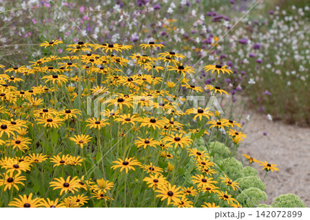 Bright yellow Rudbeckia flower meadow in colorful perennial garden 142072899