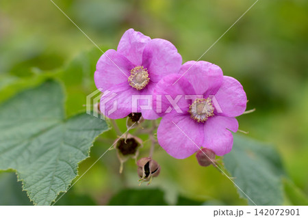 Pink Rubus odoratus flowers close up with delicate petals and yellow centers Pink Rubus odoratus flowers close up with delicate petals and yellow centers 142072901