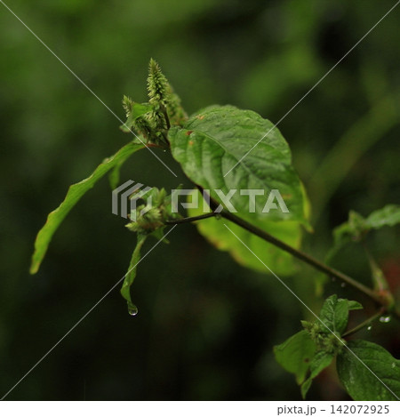 Green Leaves and Buds After Rain Green Leaves and Buds After Rain 142072925