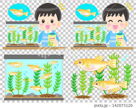 A set of illustrations of a boy observing killifish. A set of illustrations of a boy observing killifish. 142073120