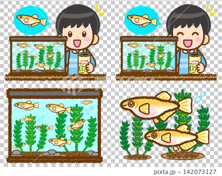 メダカの観察をする男の子のイラスト素材セット3 メダカの観察をする男の子のイラスト素材セット3 142073127
