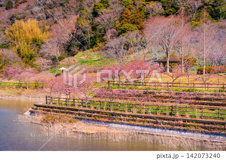 （千葉県）房総・佐久間ダム湖　湖畔の早咲き桜 142073240