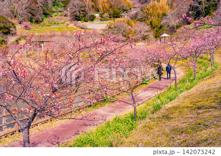 (千葉県)房総・佐久間ダム湖 湖畔の早咲き桜 (千葉県)房総・佐久間ダム湖 湖畔の早咲き桜 142073242