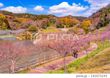 (千葉県)房総・佐久間ダム湖 湖畔の早咲き桜 (千葉県)房総・佐久間ダム湖 湖畔の早咲き桜 142073243