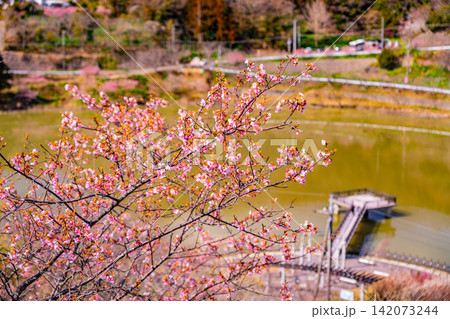 （千葉県）房総・佐久間ダム湖　湖畔の早咲き桜 142073244