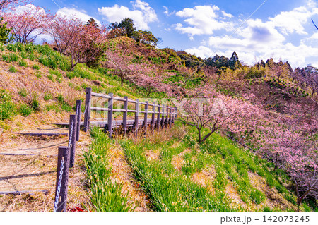 (千葉県)房総・佐久間ダム湖 湖畔の早咲き桜 (千葉県)房総・佐久間ダム湖 湖畔の早咲き桜 142073245
