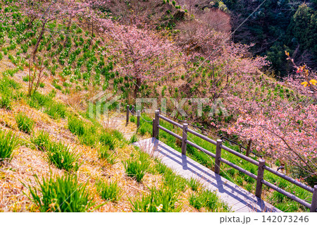 （千葉県）房総・佐久間ダム湖　湖畔の早咲き桜 142073246