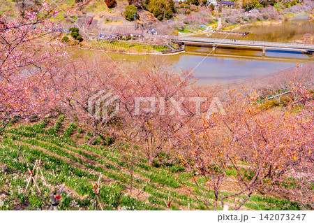 （千葉県）房総・佐久間ダム湖　湖畔の早咲き桜 142073247