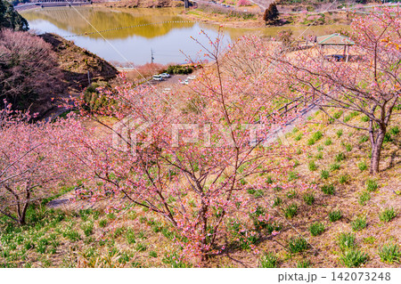 （千葉県）房総・佐久間ダム湖　湖畔の早咲き桜 142073248