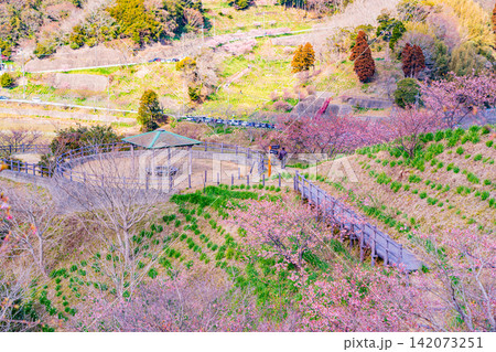 （千葉県）房総・佐久間ダム湖　湖畔の早咲き桜 142073251