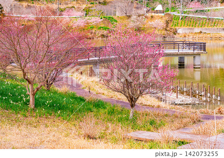 (千葉県)房総・佐久間ダム湖 湖畔の早咲き桜 (千葉県)房総・佐久間ダム湖 湖畔の早咲き桜 142073255