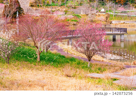 (千葉県)房総・佐久間ダム湖 湖畔の早咲き桜 (千葉県)房総・佐久間ダム湖 湖畔の早咲き桜 142073256