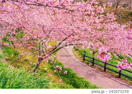 （千葉県）房総・佐久間ダム湖　湖畔の早咲き桜 142073259