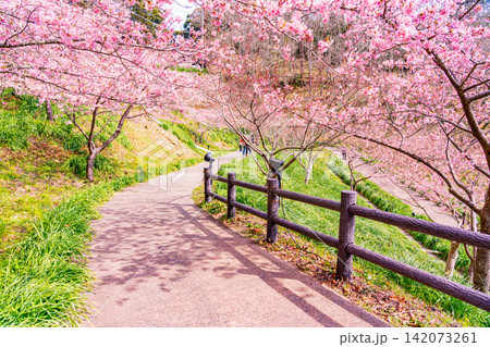 (千葉県)房総・佐久間ダム湖 湖畔の早咲き桜 (千葉県)房総・佐久間ダム湖 湖畔の早咲き桜 142073261