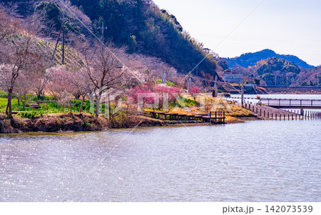 （千葉県）房総・佐久間ダム湖　湖畔の梅の花々 142073539
