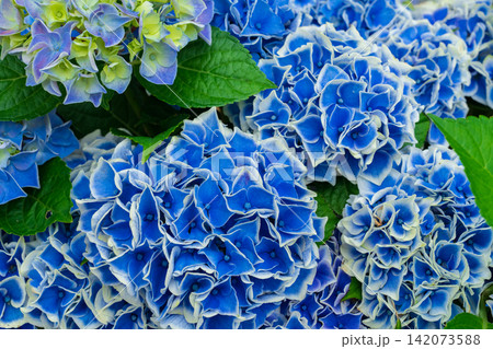 アジサイの花 紫陽花 アジサイの花 紫陽花 142073588
