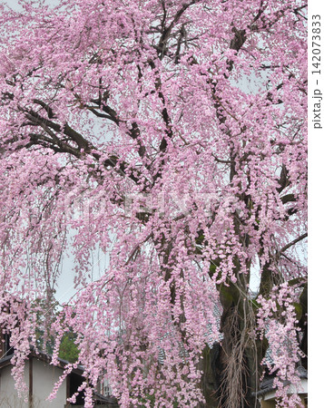 一本桜 - 色鮮やかに咲く満開の黄梅院の枝垂れ桜 一本桜 - 色鮮やかに咲く満開の黄梅院の枝垂れ桜 142073833