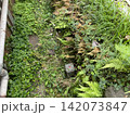 植栽の中に設置された赤い目印のあるコンクリート製境界杭 142073847