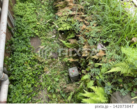 植栽の中に設置された赤い目印のあるコンクリート製境界杭 植栽の中に設置された赤い目印のあるコンクリート製境界杭 142073847